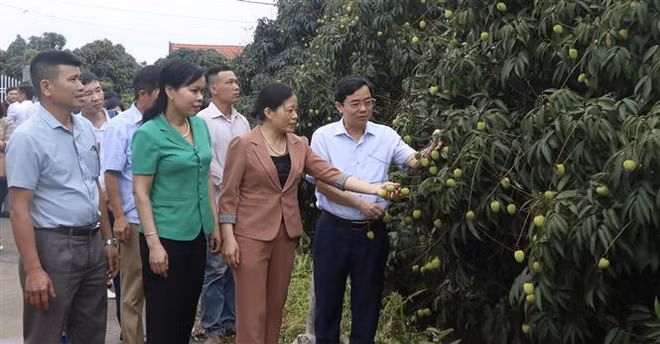 ''Thủ phủ'' vải lai chín sớm chuẩn bị vào mùa thu hoạch ảnh 1