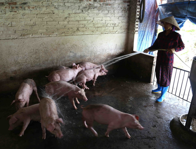 Đắk Lắk hỗ trợ nông dân và doanh nghiệp tái đàn lợn hiệu quả ảnh 1