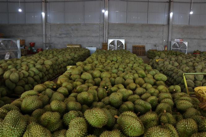 Sầu riêng Việt Nam ''diễu hành'' trên đường phố Australia ảnh 2