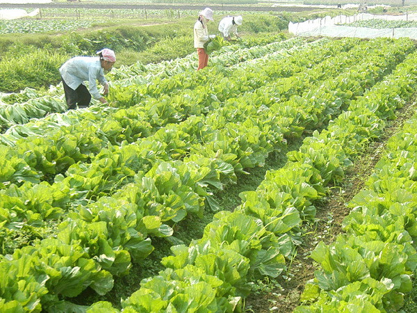 Hà Nội: Quy hoạch huyện Mê Linh thành đô thị xanh, đô thị hoa ảnh 1