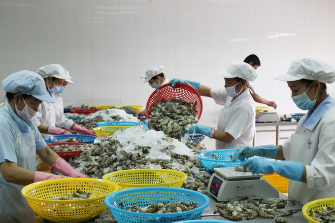 Công nhân sơ chế tôm xuất khẩu. (Ảnh: Tuấn Kiệt/TTXVN) Củng cố năng lực cạnh tranh cho xuất khẩu tôm của Việt Nam ảnh 1
