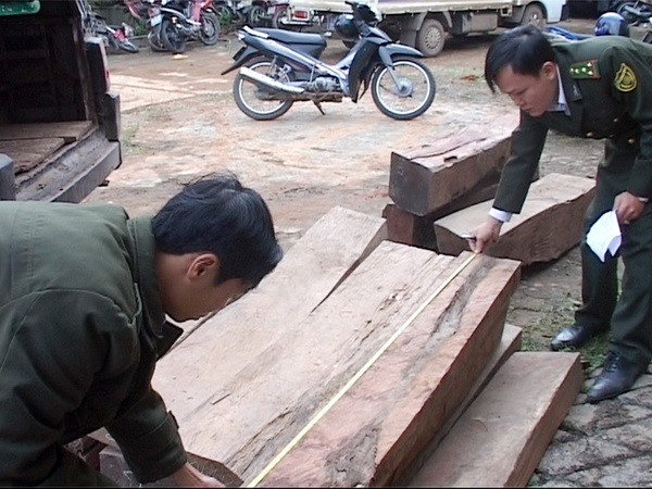 Tiếp tục vận chuyển gỗ lậu trái phép sau hai ngày bị phạt ảnh 1