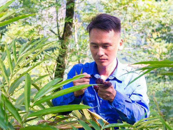 Anh Ma Seo Pao, sinh năm 1995, Bí thư Chi bộ thôn Ma Lỳ Sán, xã Pà Vầy Sủ, huyện Xín Mần, Hà Giang) chăm sóc vườn cây Sa Nhân. (Ảnh: Nam Thái/TTXVN) Những Bí thư Chi bộ 9x ở Hà Giang năng động, sáng tạo, đầy nhiệt huyết ảnh 3