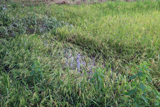 Mưa lớn tại tỉnh Cà Mau làm thiệt hại hơn 800ha lúa vụ Hè Thu ảnh 1