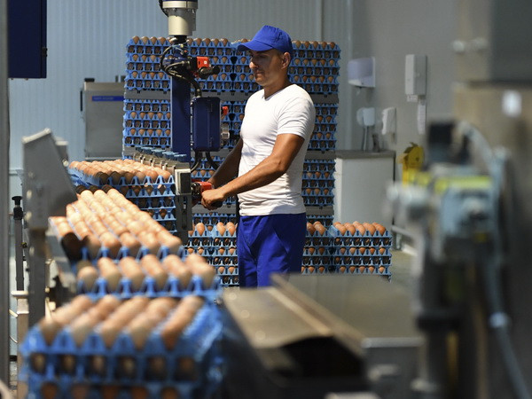 EU hợp tác chặt chẽ hơn về an toàn thực phẩm sau bê bối trứng "bẩn" ảnh 1