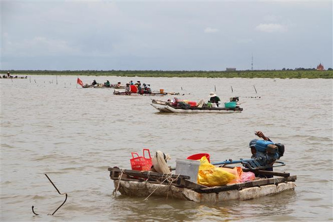 Rừng phòng hộ mới trồng ở Sóc Trăng sói lở nghiêm trọng ảnh 2
