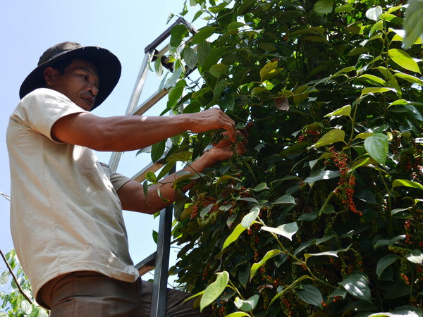 Bất chấp giá giảm sâu, nông dân Tây Nguyên vẫn ồ ạt trồng tiêu ảnh 1