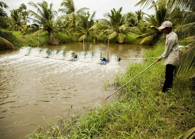 Một mô hình nuôi tôm càng xanh ứng phó xâm nhập mặn. (Ảnh: Hồng Đạt/TTXVN) Hạn mặn tác động đến phát triển kinh tế và doanh nghiệp ĐBSCL ảnh 2