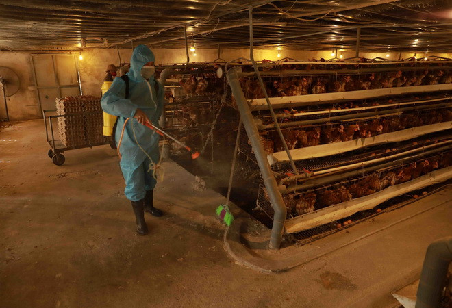 Ngăn chặn dịch cúm gia cầm, hạn chế thấp nhất virus cúm lây cho người ảnh 1
