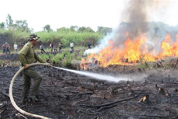 Các đơn vị tham gia diễn tập chữa cháy rừng. (Ảnh: Hồng Thái/TTXVN) Công điện về tăng cường các biện pháp cấp bách phòng cháy rừng ảnh 1