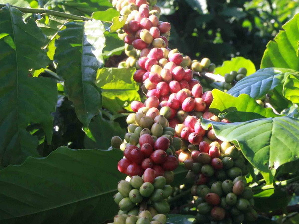 Hợp tác Việt Nam-Malaysia sẽ có chuyển biến sau khi RCEP được ký ảnh 2