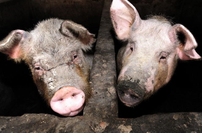 Trung Quốc bác khả năng chủng virus cúm lợn có thể gây đại dịch ảnh 1