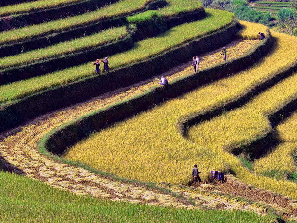 Tuần văn hóa-du lịch danh thắng ruộng bậc thang Mù Cang Chải ảnh 2