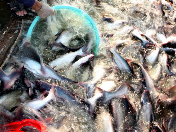 Đồng bằng sông Cửu Long thu hẹp dần diện tích nuôi cá tra ảnh 1