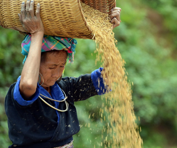 Tuần văn hóa-du lịch danh thắng ruộng bậc thang Mù Cang Chải ảnh 5