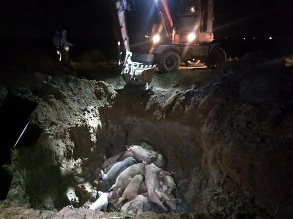 Phát hiện thêm ổ dịch tả lợn châu Phi tại tỉnh Hòa Bình ảnh 1