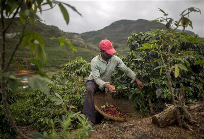 Conab: Sản lượng càphê năm 2021 của Brazil dự kiến ở mức thấp ảnh 1