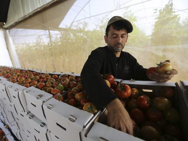 Israel nới lỏng lệnh cấm nhập khẩu hàng hóa từ Dải Gaza ảnh 1