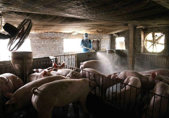 Nguồn cung tăng, giá thịt lợn đang có xu hướng giảm nhẹ ảnh 2