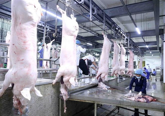 Nguồn cung tăng, giá thịt lợn đang có xu hướng giảm nhẹ ảnh 1