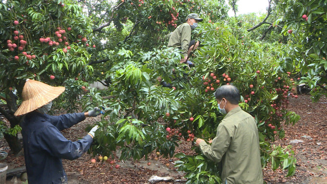 Quảng Ninh: Thị xã Đông Triều hỗ trợ dân tiêu thụ vải thiều ảnh 1