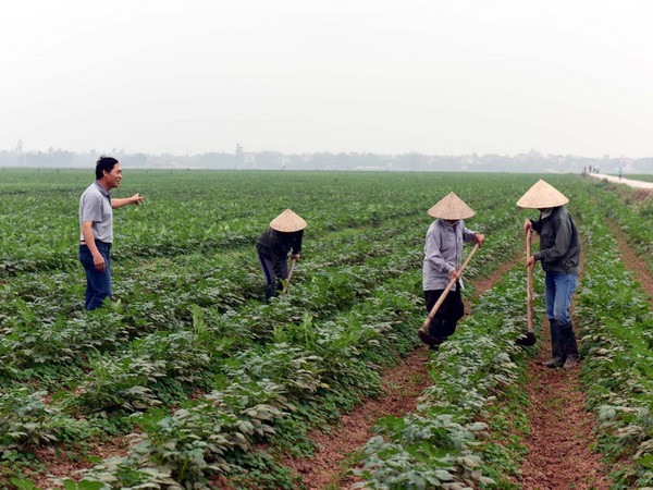 Thực hư chủ trương đưa 1.000 kỹ sư trẻ về làm giám đốc hợp tác xã ảnh 1