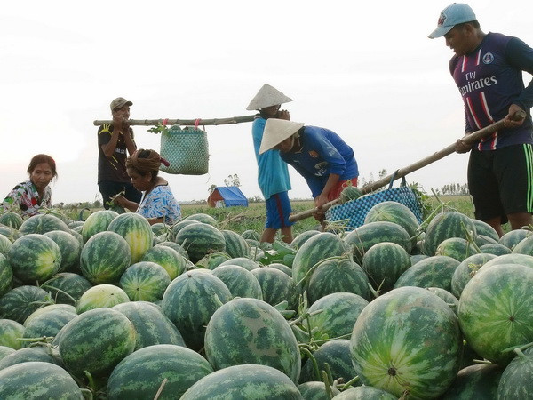 Các nhà vườn tỉnh Hậu Giang được mùa vụ dưa hấu Tết ảnh 1