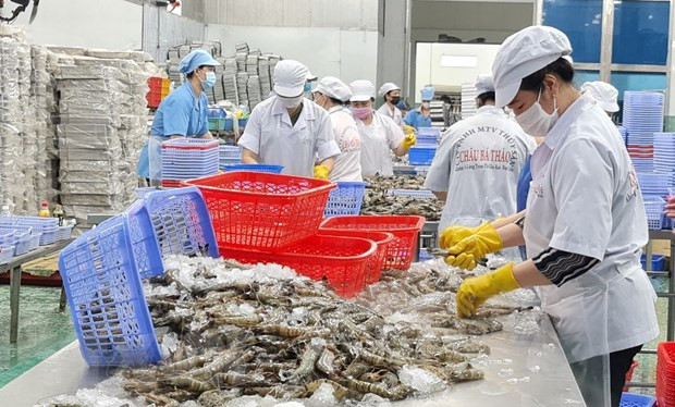 Công nhân thực hiện phân loại kích cỡ tôm trong các nhà máy chế biến thủy sản. (Ảnh: Tuấn Kiệt/TTXVN) Khơi thông thị trường, giúp tôm Việt Nam trở mình về đích ảnh 1