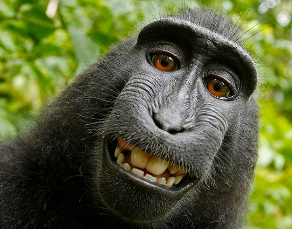 Cuộc chiến bản quyền quanh bức ảnh "selfie" của một chú khỉ ảnh 1