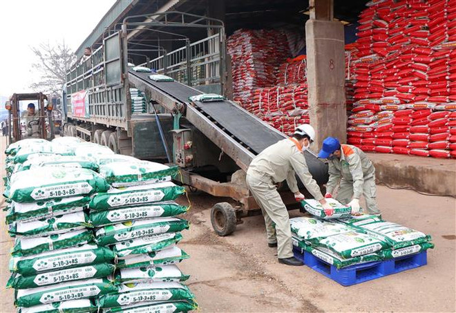 Công nhân Công ty Cổ phần Supe Phốtphát và Hóa chất Lâm Thao vận chuyển sản phẩm phân bón mới lên xe của khách hàng. (Ảnh: Trung Kiên/TTXVN) Doanh nghiệp phân bón dự kiến kinh doanh đi lùi sau một năm lãi kỷ lục ảnh 2