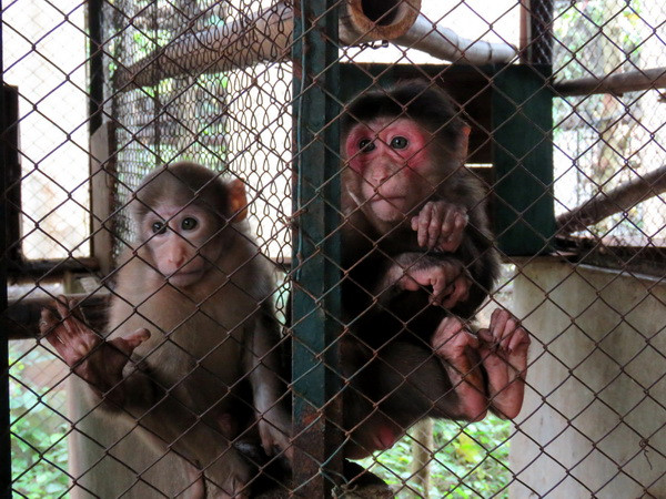 Giải cứu thành công 13 con khỉ bị nuôi nhốt thả về thiên nhiên ảnh 1