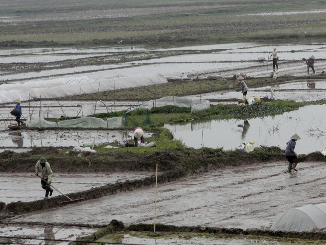 Chuẩn bị lấy nước đợt 1 cho vụ lúa Đông Xuân 2014-2015 ảnh 1