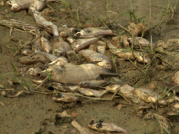 Đã xác định nguyên nhân khiến cá chết hàng loạt tại Quảng Ngãi ảnh 1