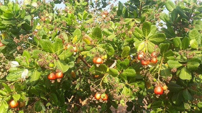 Trái điều chín đến kỳ thu hoạch. (Ảnh: K GỬIH/TTXVN) Thủ phủ điều Bình Phước thêm khó khăn do dịch COVID-19 ảnh 1