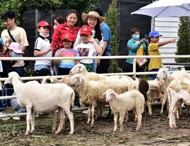 Khách du lịch tham quan trang trại cừu tại Bạc Liêu. (Ảnh: TTXVN phát) Khai thác tiềm năng đa dạng để du lịch Bạc Liêu bứt phá ảnh 2