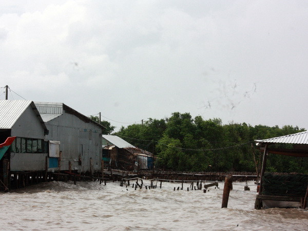 Bờ biển Kiên Giang sạt lở, 600ha đất rừng phòng hộ biến mất ảnh 2