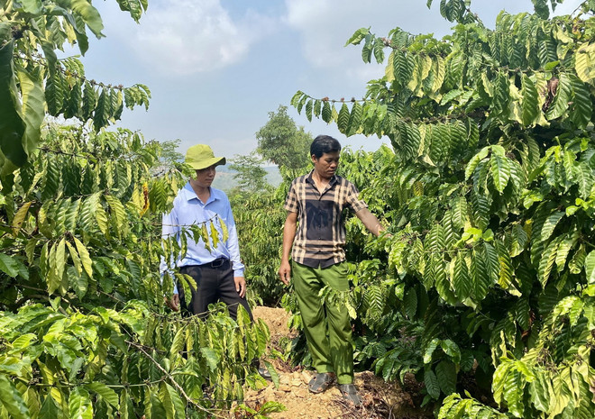 Người dân tộc thiểu số tại huyện Sa Thầy, tỉnh Kon Tum, trồng cây công nghiệp để nâng cao thu nhập. (Ảnh: Khoa Chương/TTXVN) ttxvn_Kon Tum trong cay Caphe.jpg