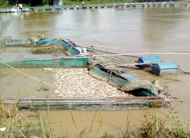 Đắk Nông: Hơn 200 tấn cá lồng bị chết do ảnh hưởng của bão số 12 ảnh 1