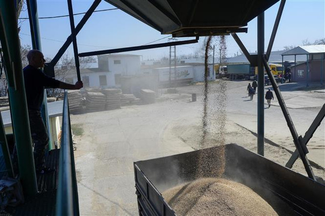 Chuyển lúa mỳ lên xe tải tại làng Bogatoye ở Izmail, Ukraine. (Ảnh: AFP/TTXVN) Xung đột Nga-Ukraine và hậu quả với chuỗi cung ứng nông sản ảnh 1