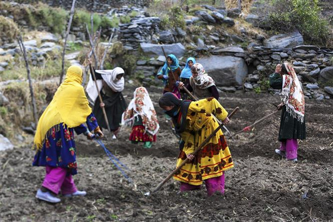 Phụ nữ trồng lúa mỳ trên cánh đồng tại Dara-i Noor, tỉnh Nangarhar, Afghanistan. (Ảnh: AFP/TTXVN) Đất nước Afghanistan ra sao sau 2 năm dưới sự cai trị của Taliban ảnh 3