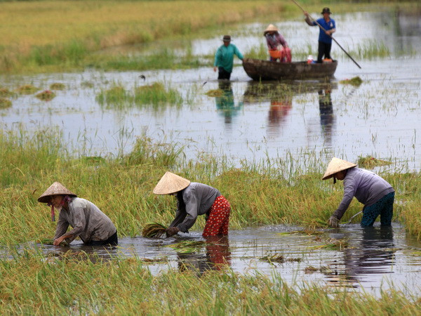 Cần giải pháp toàn diện chủ động kiểm soát lũ ở khu vực ĐBSCL ảnh 1