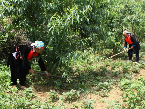 Trồng mận, đào chín sớm cho thu nhập cao ở Bắc Kạn ảnh 1