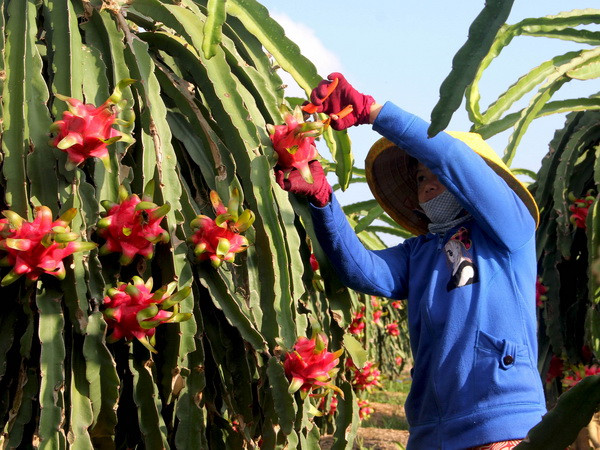 Cần Thơ tìm hướng hợp tác xuất khẩu chuối sang Hàn Quốc ảnh 2