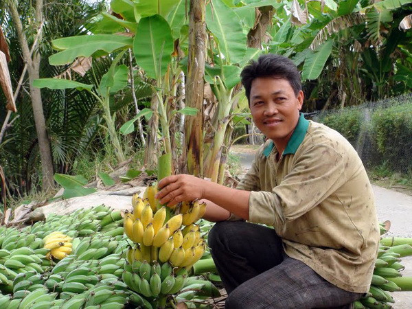 Cần Thơ tìm hướng hợp tác xuất khẩu chuối sang Hàn Quốc ảnh 1