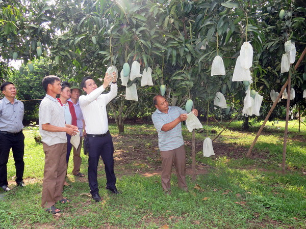 Sơn La: Gia tăng giá trị cho sản phẩm xoài của huyện Yên Châu ảnh 1