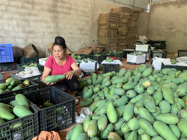 Sơn La: Gia tăng giá trị cho sản phẩm xoài của huyện Yên Châu ảnh 2