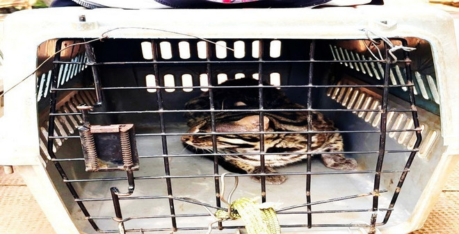 Bình Phước: Thả 2 cá thể động vật nguy cấp về môi trường tự nhiên ảnh 1