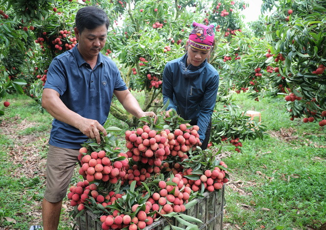 Vải thiều Bắc Giang đạt mức doanh thu cao nhất từ trước tới nay ảnh 1
