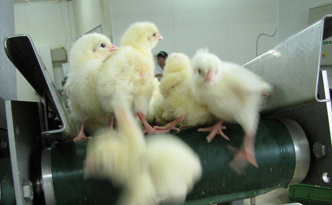 Pháp cấm tiêu hủy gà trống con trong ngành chăn nuôi từ năm 2022 ảnh 1