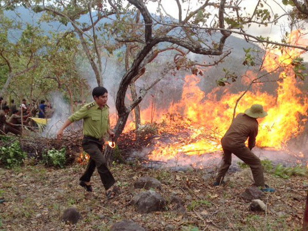 Dự báo 7 khu vực rừng có khả năng cháy lớn tại Đồng Tháp ảnh 1
